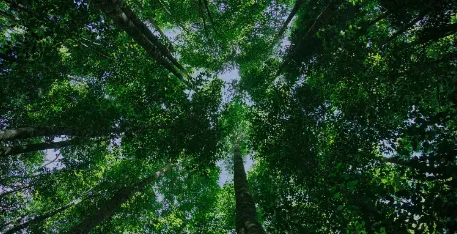 裝修TIPS:如何“綠色”裝飾